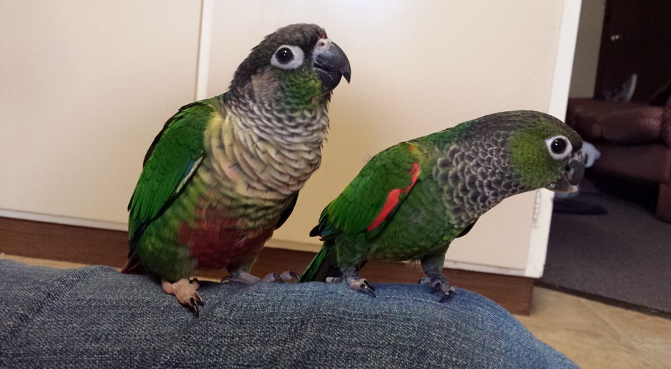 Green Cheek Conure Vs Black Cap Conure Crazy For Conures,Gas Vs Electric Washer And Dryer Hookup